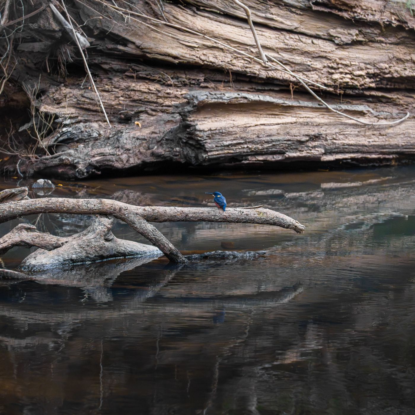 Airlie Adventure Tours Eungella Wild Platypus Encounter Full Day Eco Tour