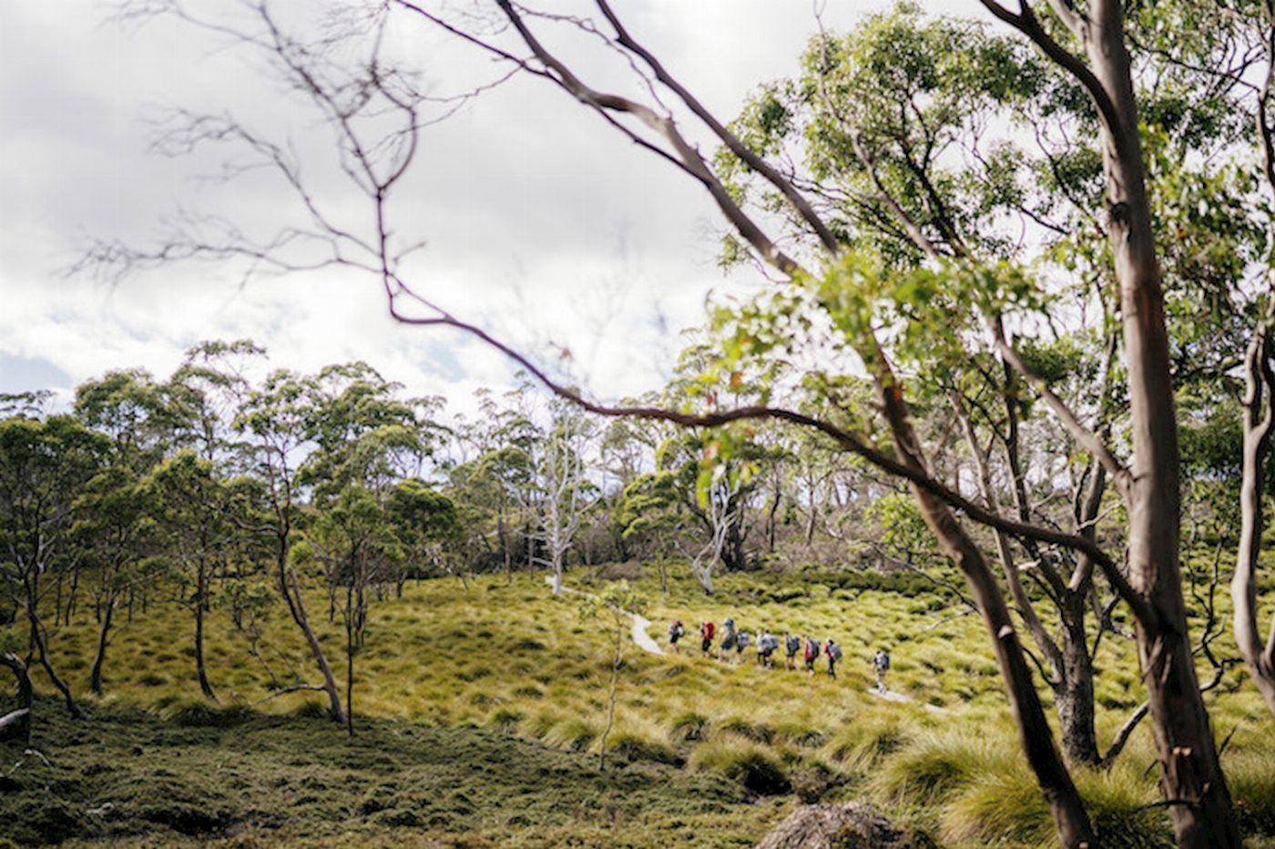Tassie Tours Hobart to Cradle to Launceston