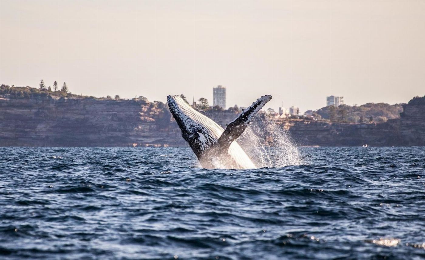 Sydney Harbour Whale Watching Sydney Whale Watching Adventure Cruise