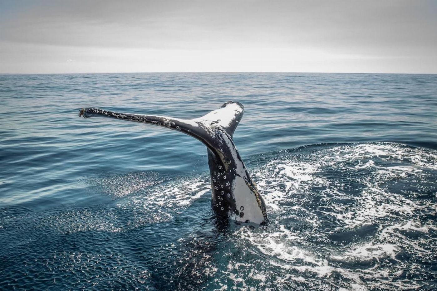 Sydney Harbour Whale Watching Sydney Whale Watching Adventure Cruise