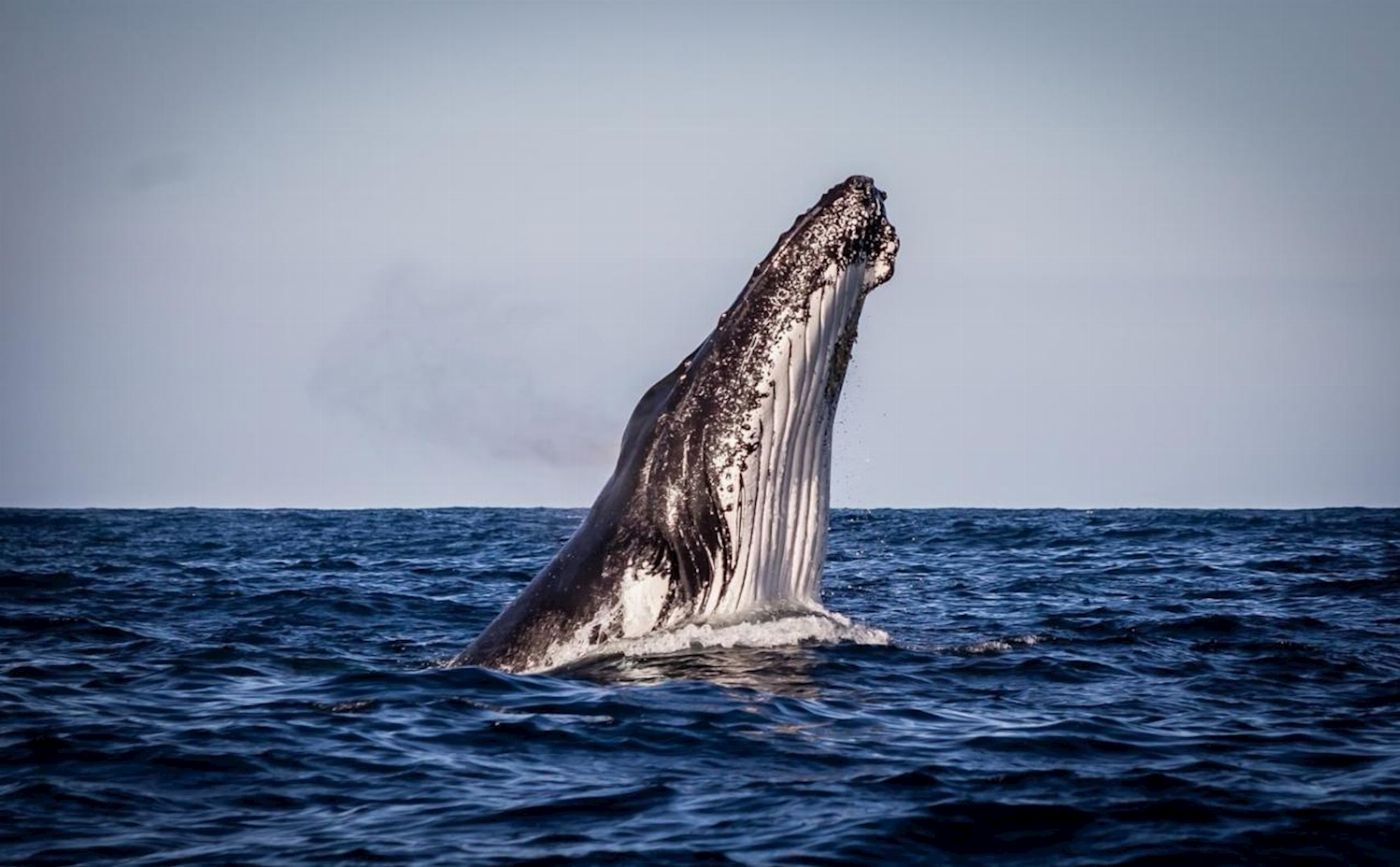 Sydney Harbour Whale Watching Sydney Whale Watching Adventure Cruise