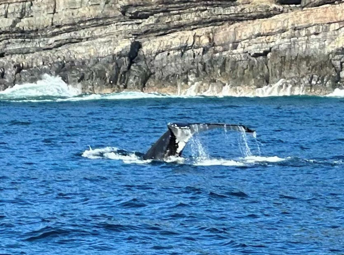 Sydney Charter Fishing 3 hour Depart Manly Wharf Exclusive Whale Watching Adventure