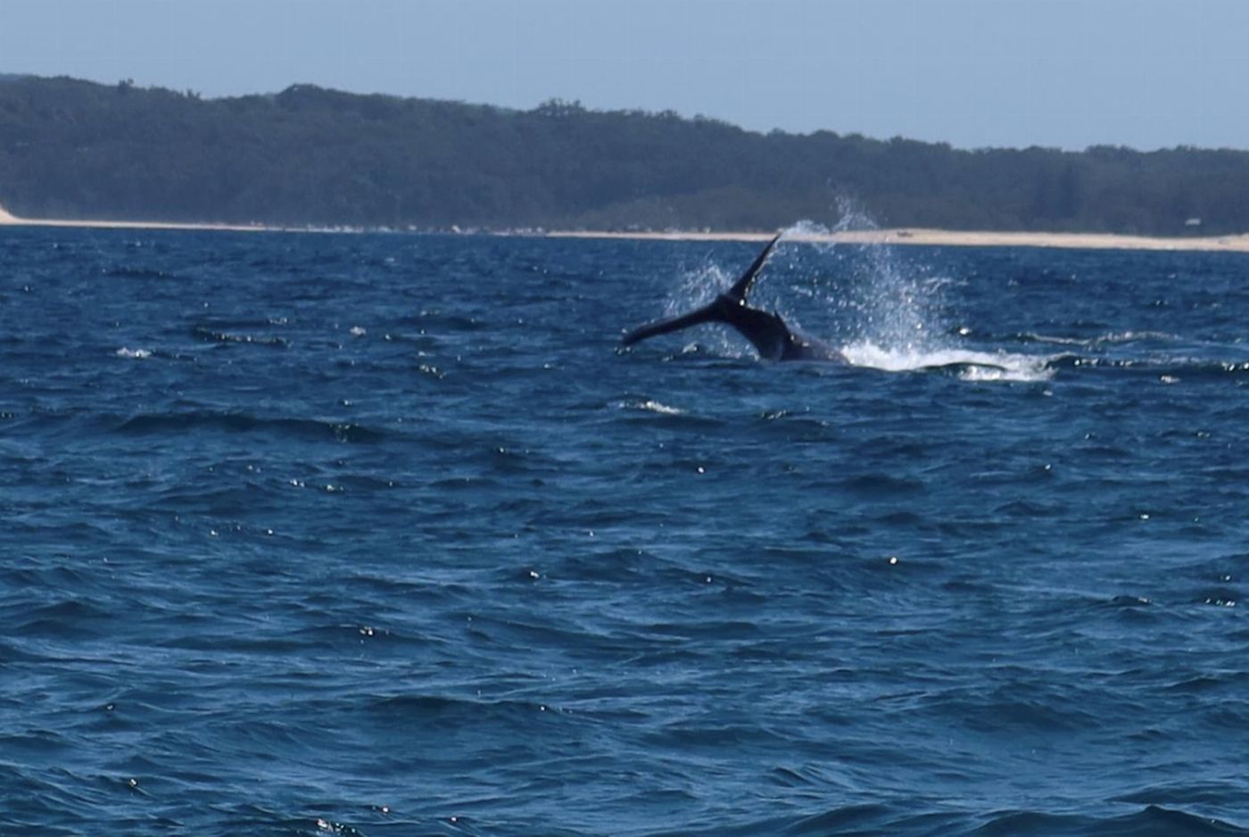Sydney Charter Fishing 3 hour Depart Manly Wharf Exclusive Whale Watching Adventure