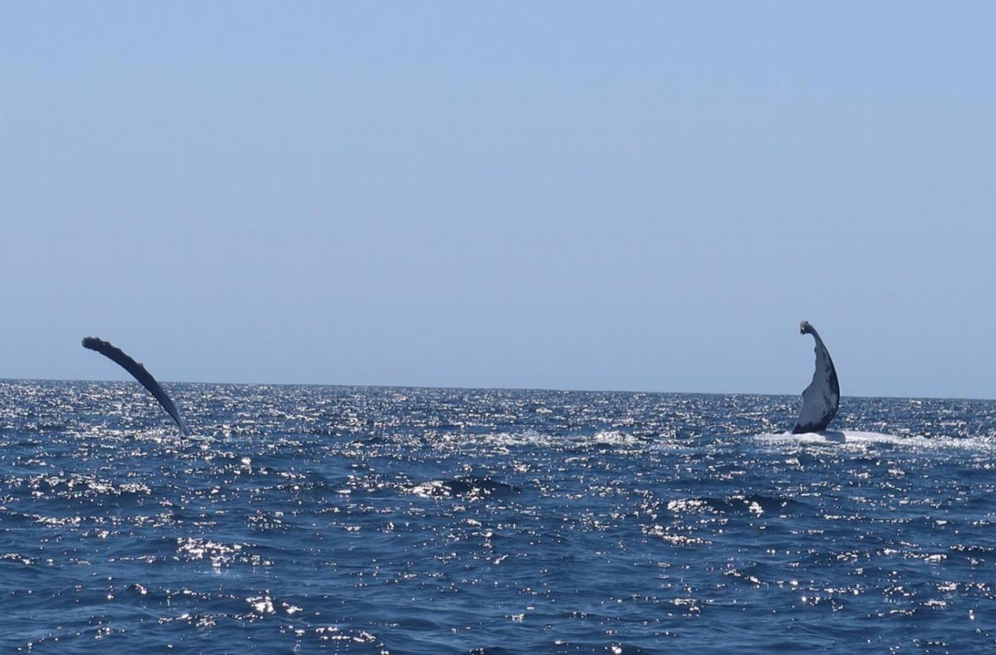 Sydney Charter Fishing 3 hour Depart Manly Wharf Exclusive Whale Watching Adventure