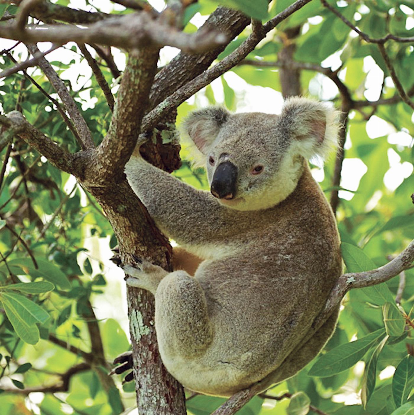 MI Ride Discovery Tours Magnetic Island: West Coast Eco Bus Adventure