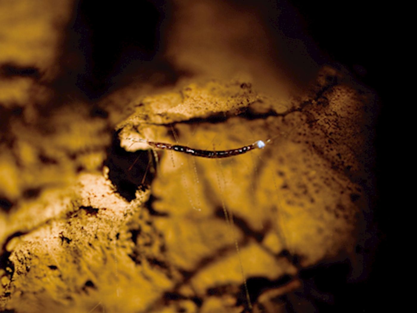 JPT Tours Natural Bridge Glow Worm Night Tour departing Gold Coast