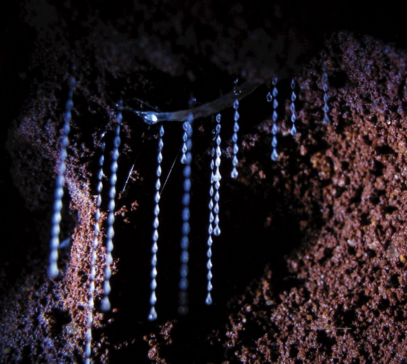 JPT Tours Natural Bridge Glow Worm Night Tour departing Gold Coast
