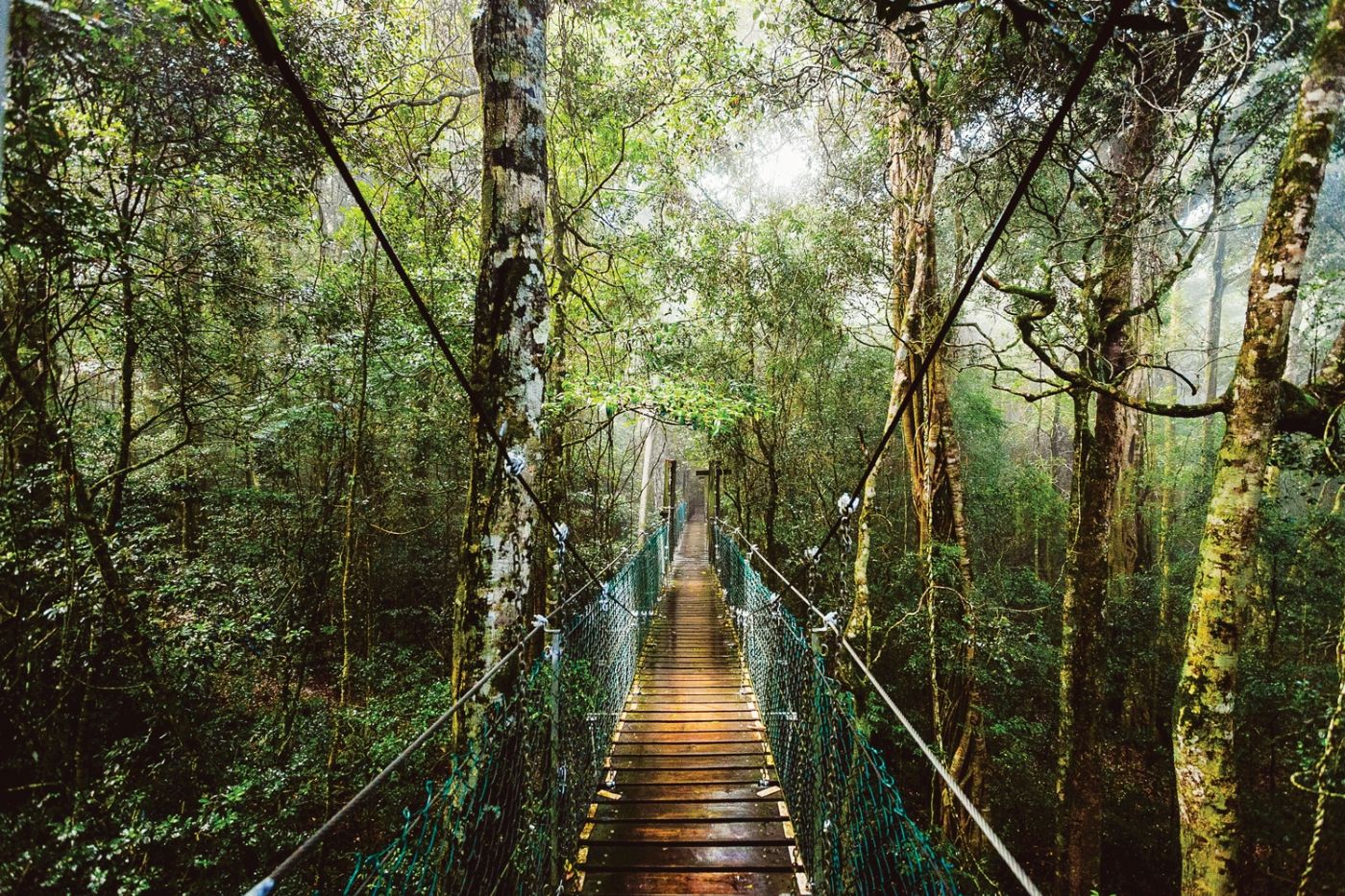 JPT Tours O'Reilly's & Lamington National Park departing Brisbane