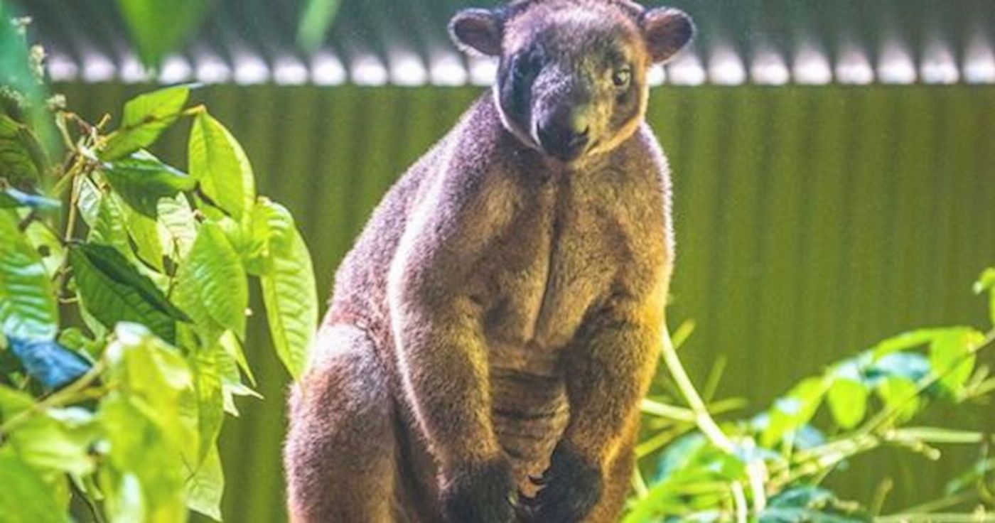 Tropic Wings Classic Kuranda Experience Reverse Tour Ex Cairns - SLNT