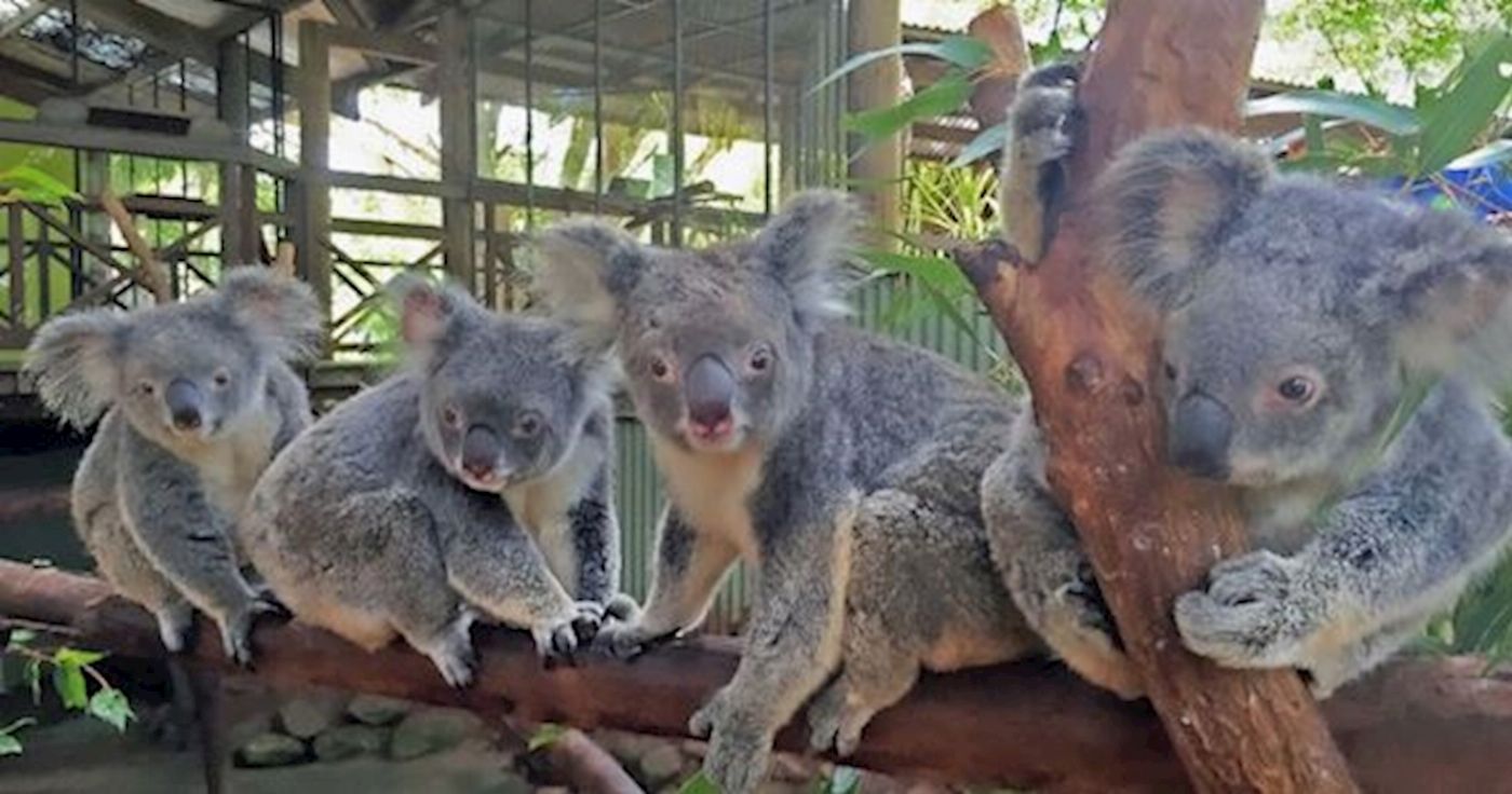 Tropic Wings Classic Kuranda Experience Reverse Tour Ex Cairns - SLNT