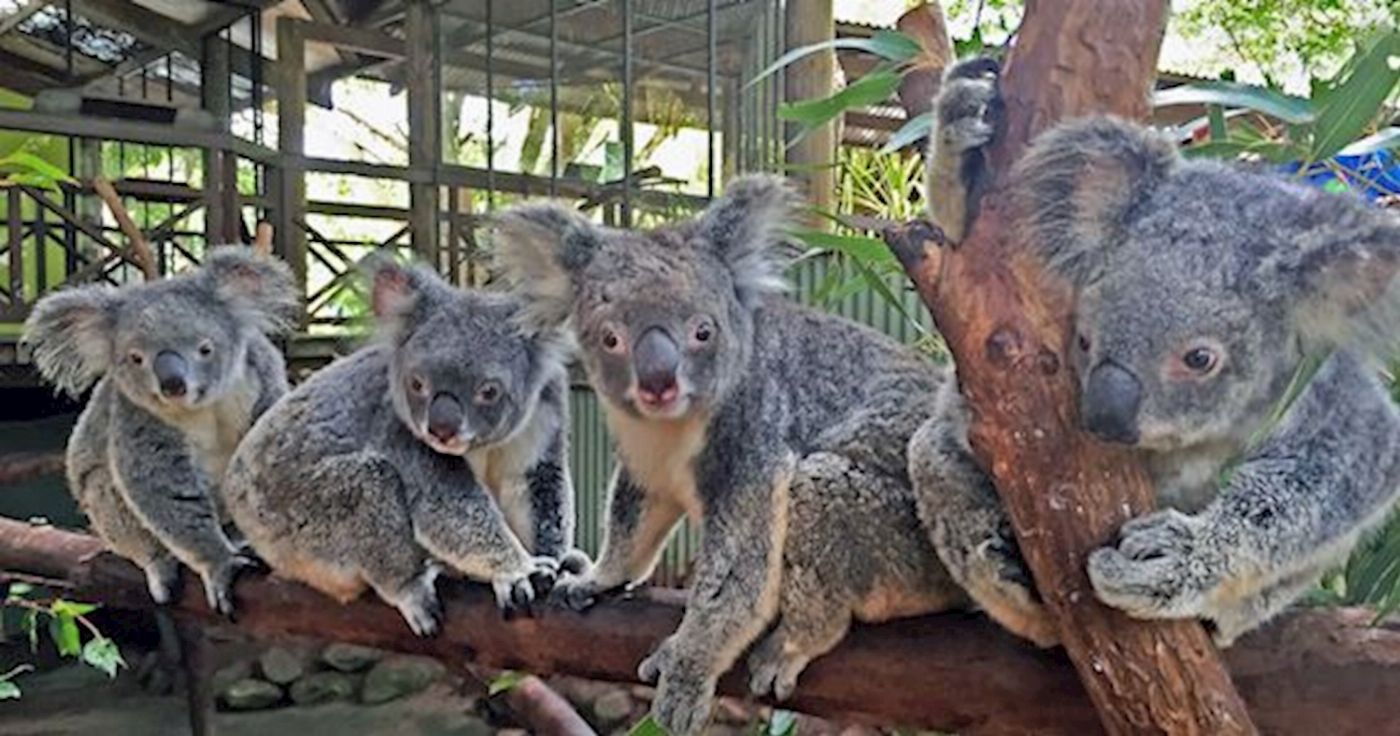 Tropic Wings Classic Kuranda Experience Reverse Tour Ex Cairns - SLNT