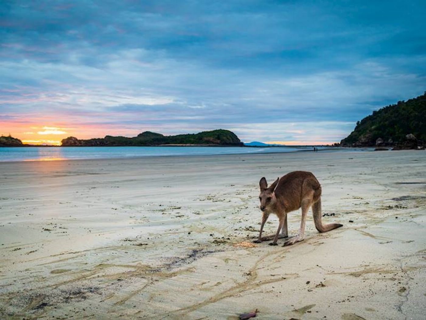 Airlie Adventure Tours Kangaroos & Wallabies on the Beach at Sunrise