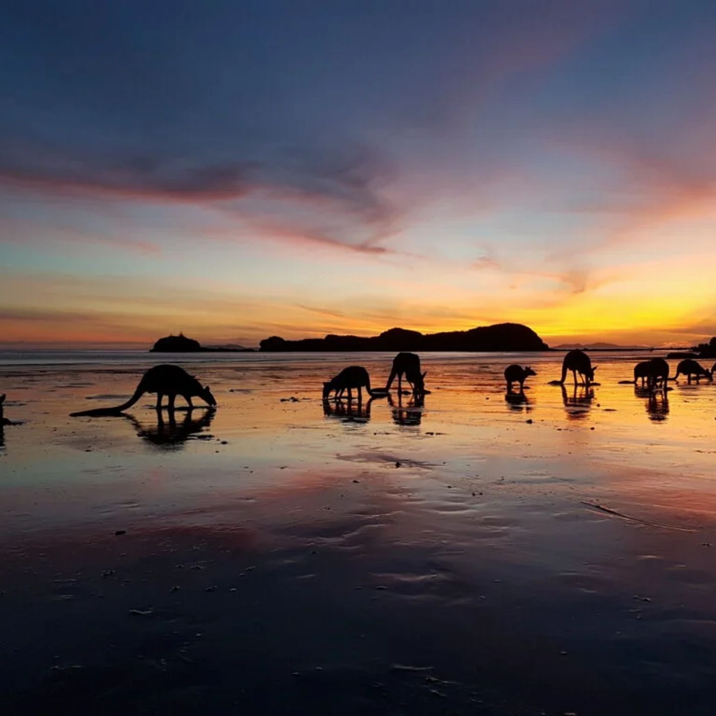 Airlie Adventure Tours Kangaroos & Wallabies on the Beach at Sunrise
