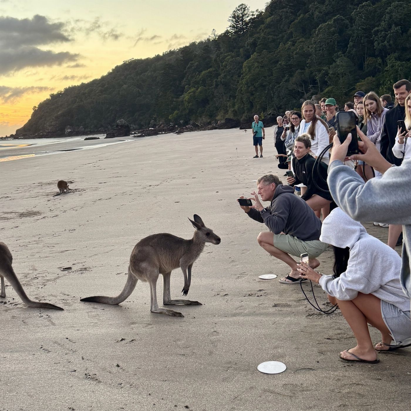 Airlie Adventure Tours Kangaroos & Wallabies on the Beach at Sunrise