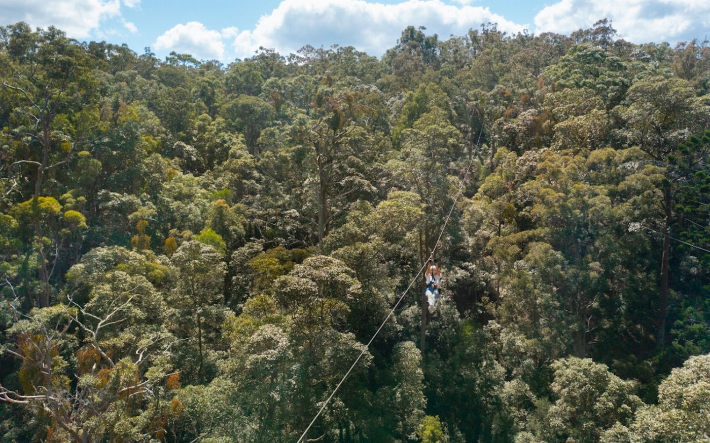 TreeTop Challenge - Tamborine - Adrenaline Pass