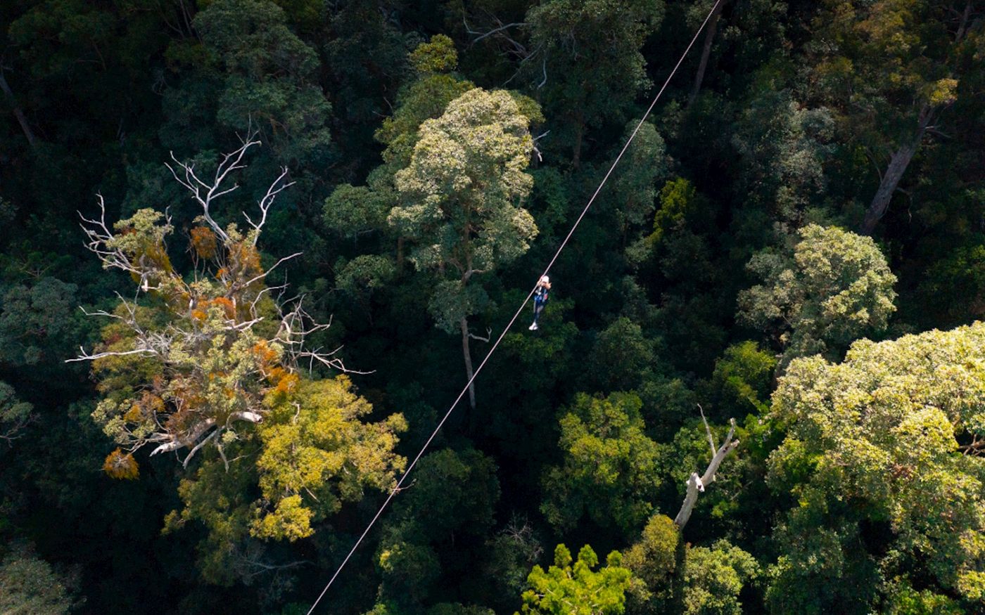 TreeTop Challenge - Tamborine - Adrenaline Pass