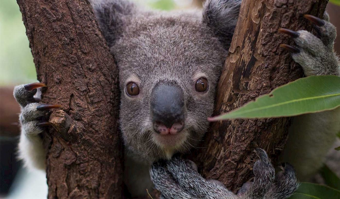 TreeTop Challenge Experience Pass Currumbin Wildlife Sanctuary + High Ropes Adventure
