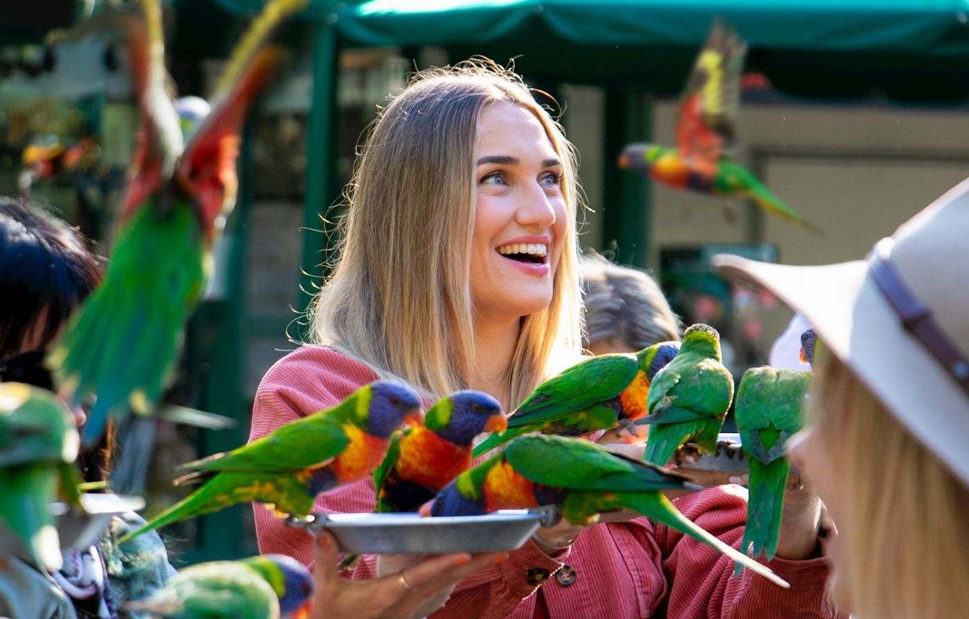TreeTop Challenge Experience Pass Currumbin Wildlife Sanctuary + High Ropes Adventure