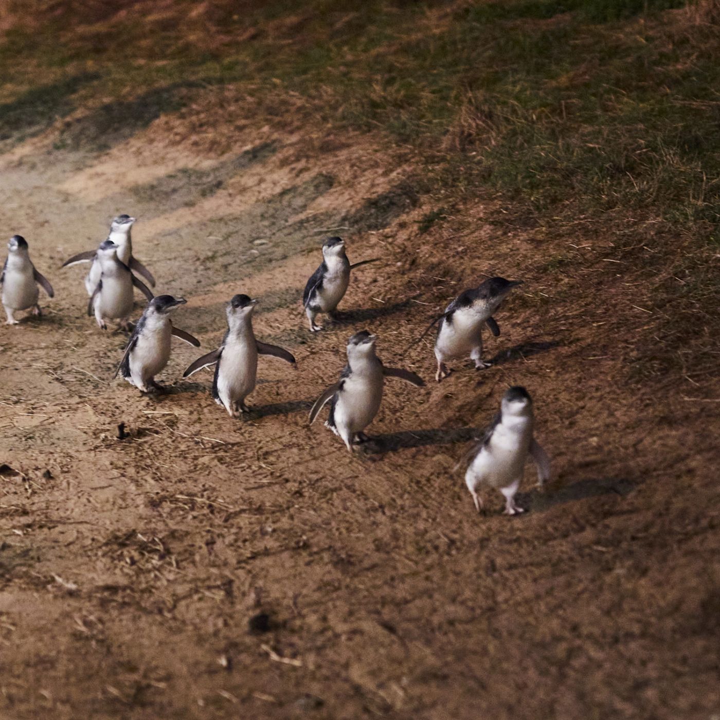 Wildlife Tours Australia Phillip Island + Penguins Plus Viewing Platform