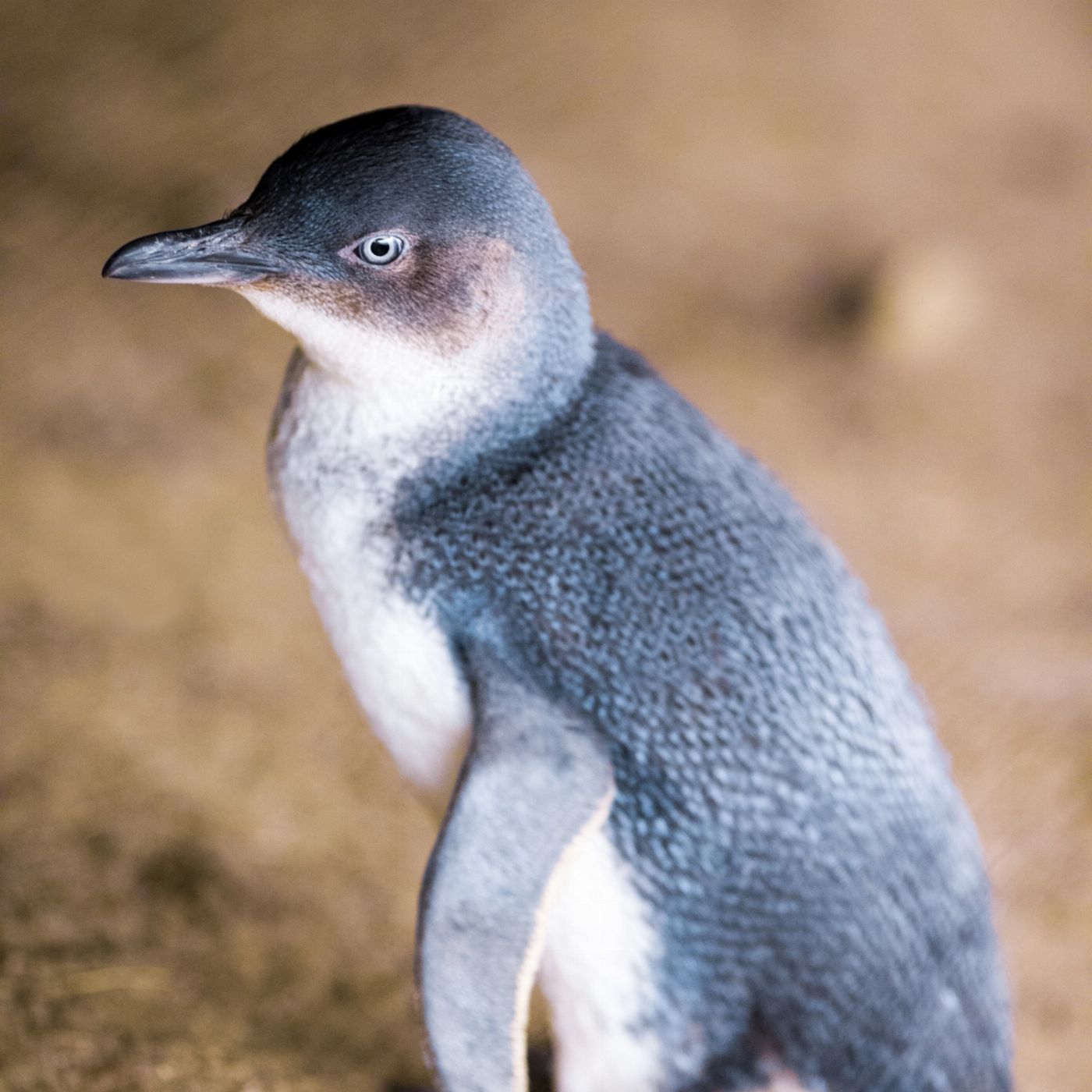 Wildlife Tours Australia Phillip Island + Penguins Plus Viewing Platform