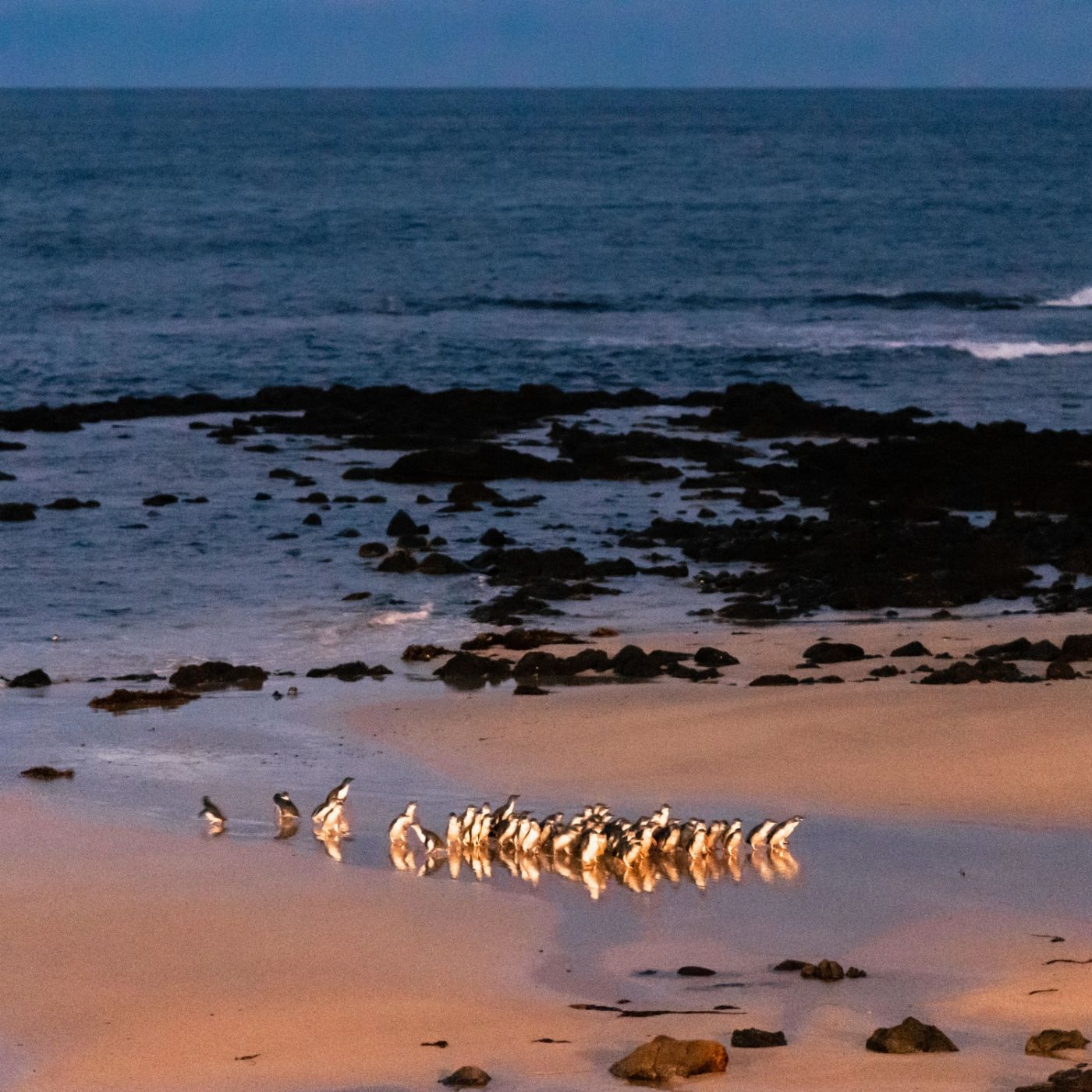 Wildlife Tours Australia Phillip Island + Penguins Plus Viewing Platform