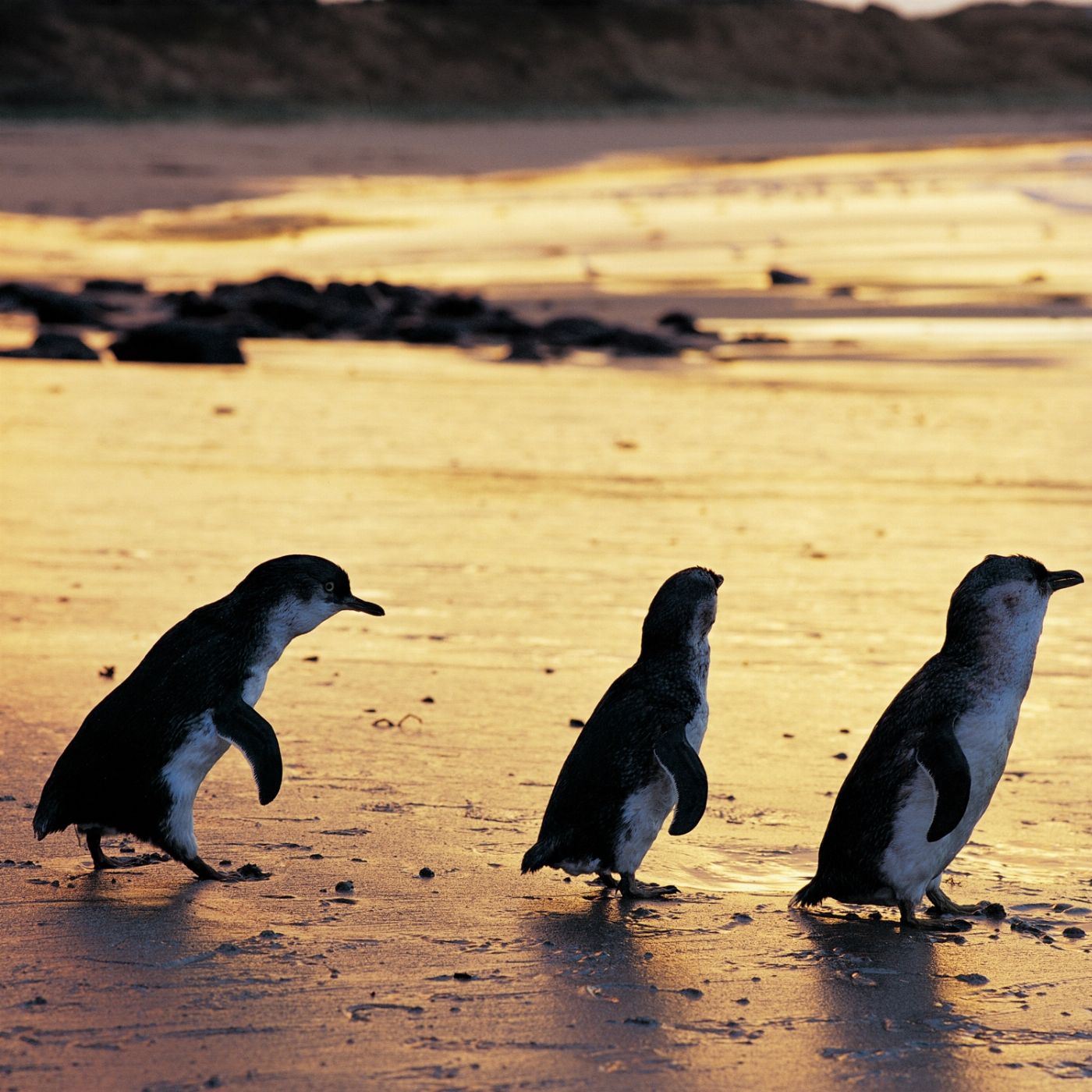 Wildlife Tours Australia Phillip Island + Penguins Plus Viewing Platform