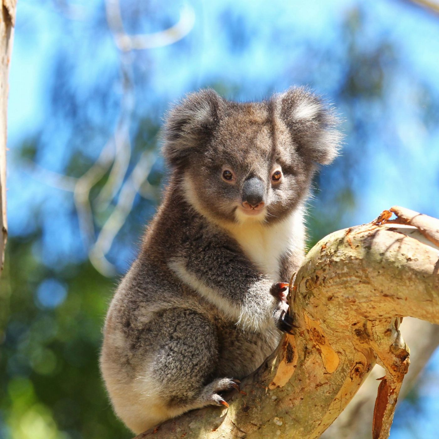 Wildlife Tours Australia Phillip Island + Penguins Plus Viewing Platform