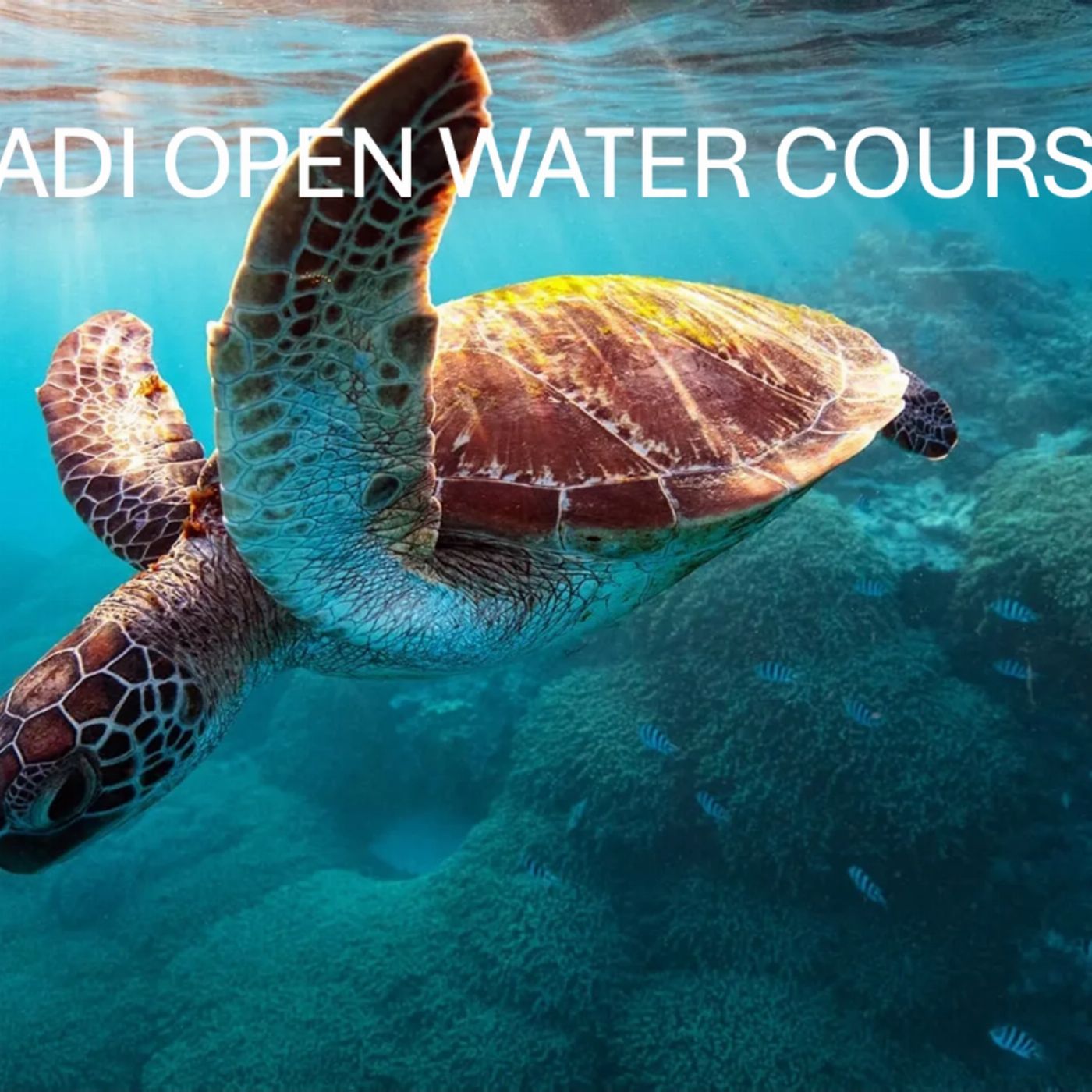 Dive Darwin PADI Open Water Course - Learn to Dive