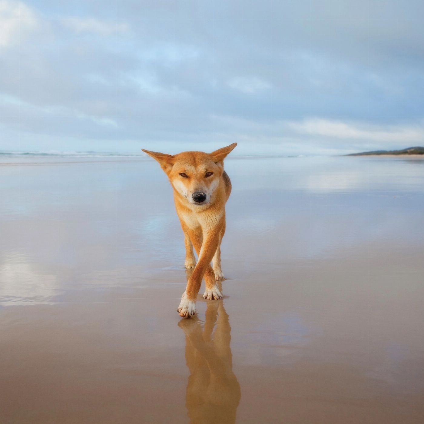 Fraser Island Adventure Tours K'gari/Fraser Island Adventure Tour - Rainbow Beach Pickup