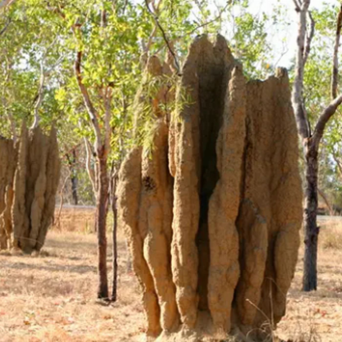 Intrepid Best of Northern Territory (Twin Share Room)