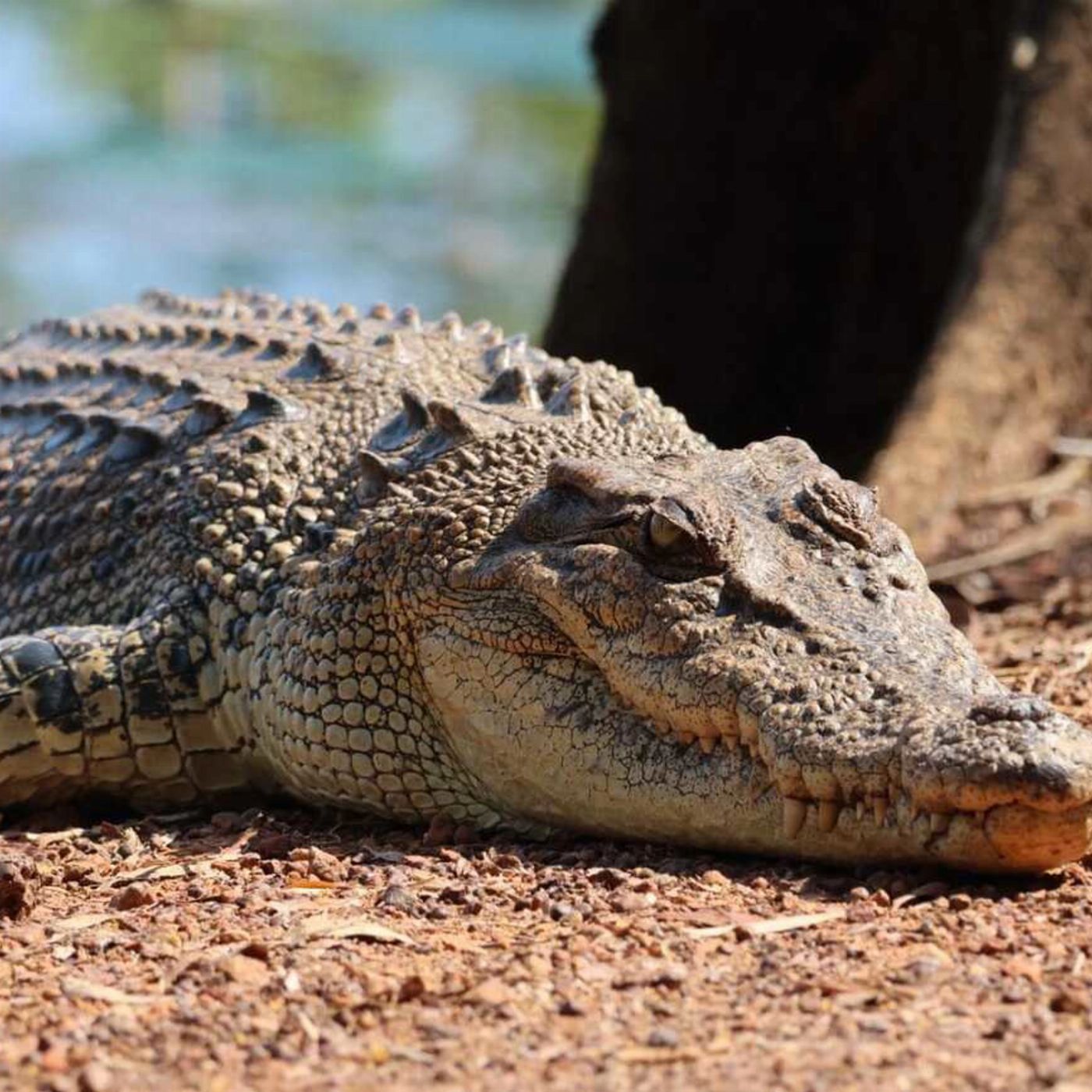 Wildlife Tours Australia Kakadu Litchfield Top End Camping Adventure - Tent