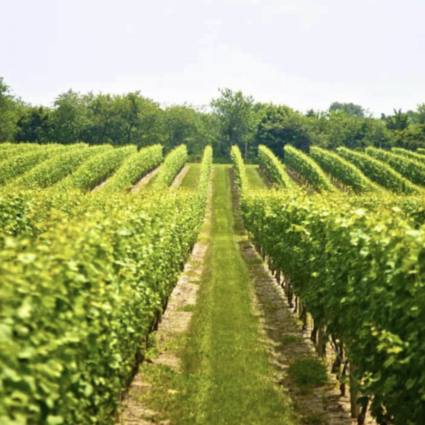 Pineapple Tours Premium Full Day Mount Tamborine Winery Tour - Brisbane Pickup