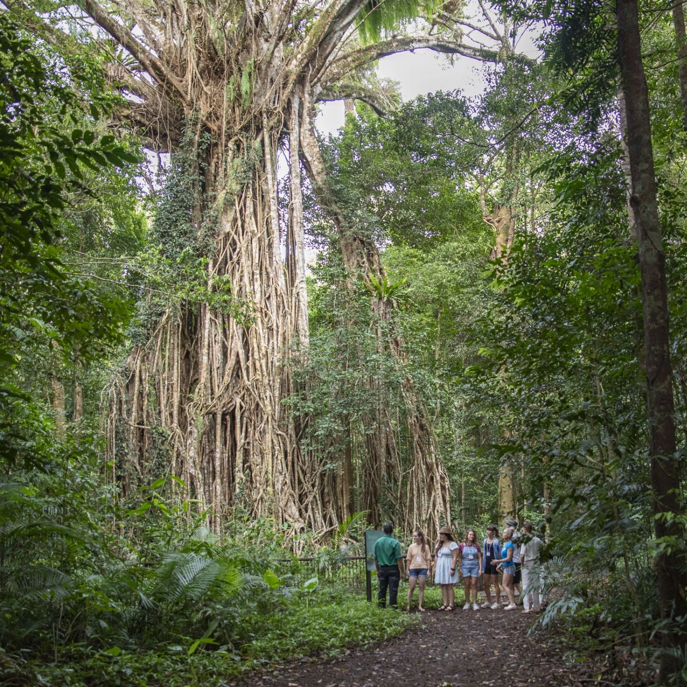 Cairns Adventure Group Waterfall Tours (Departs Cairns & Northern Beaches)