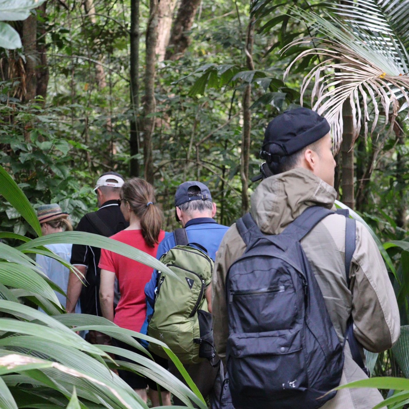 Cairns Adventure Group Daintree Discover: Rainforest & Reef - 2 Day Tour
