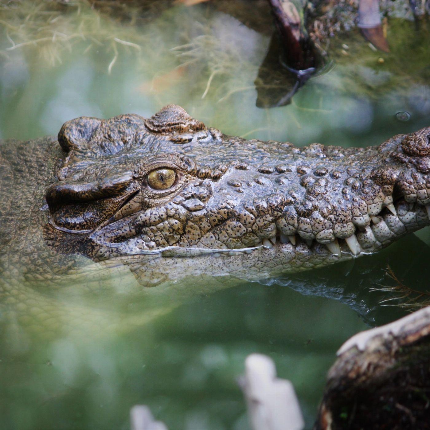 Cairns Adventure Group Daintree Discover: Rainforest & Reef - 2 Day Tour