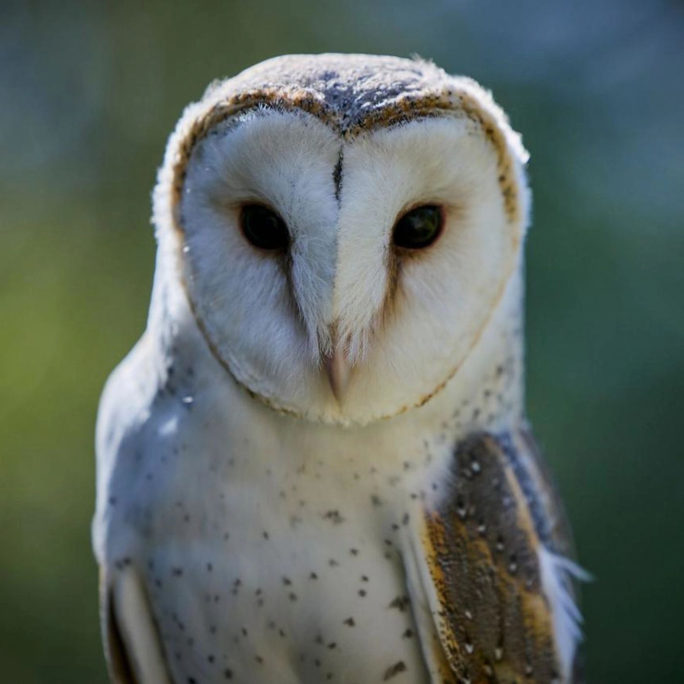 Capes Foundation Capes Raptor Centre