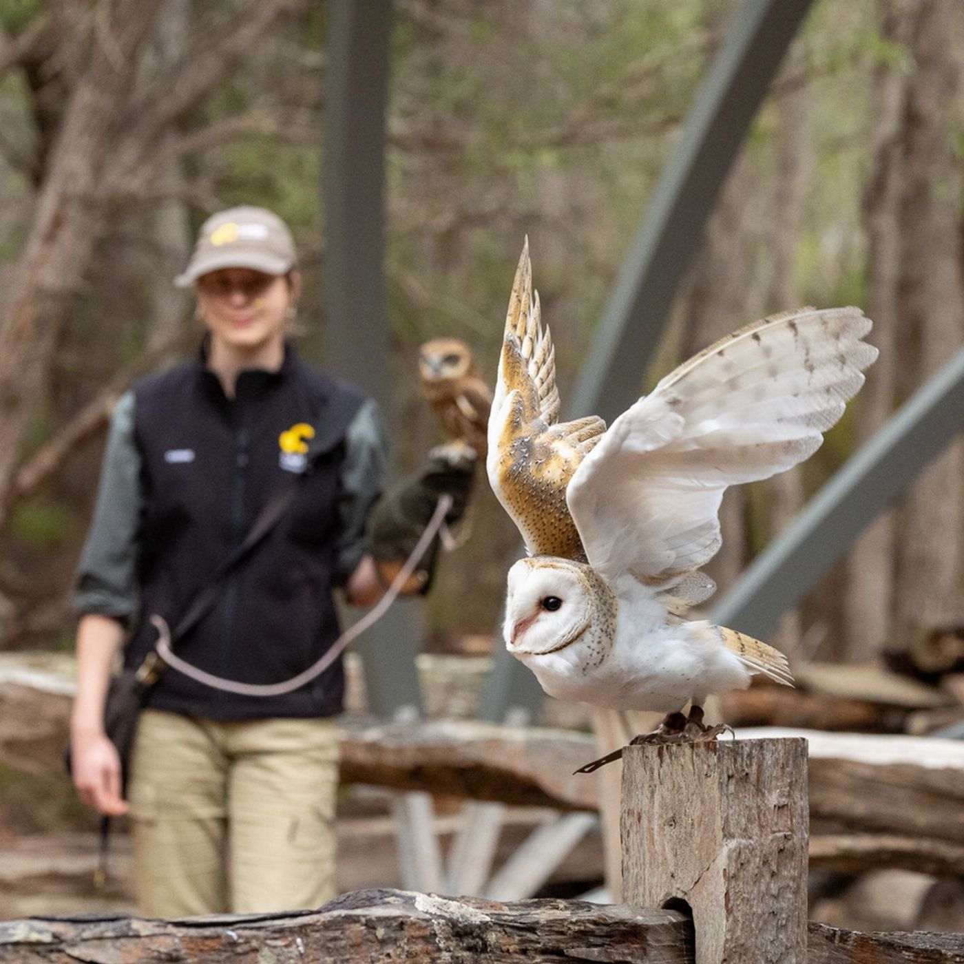Capes Foundation Capes Raptor Centre