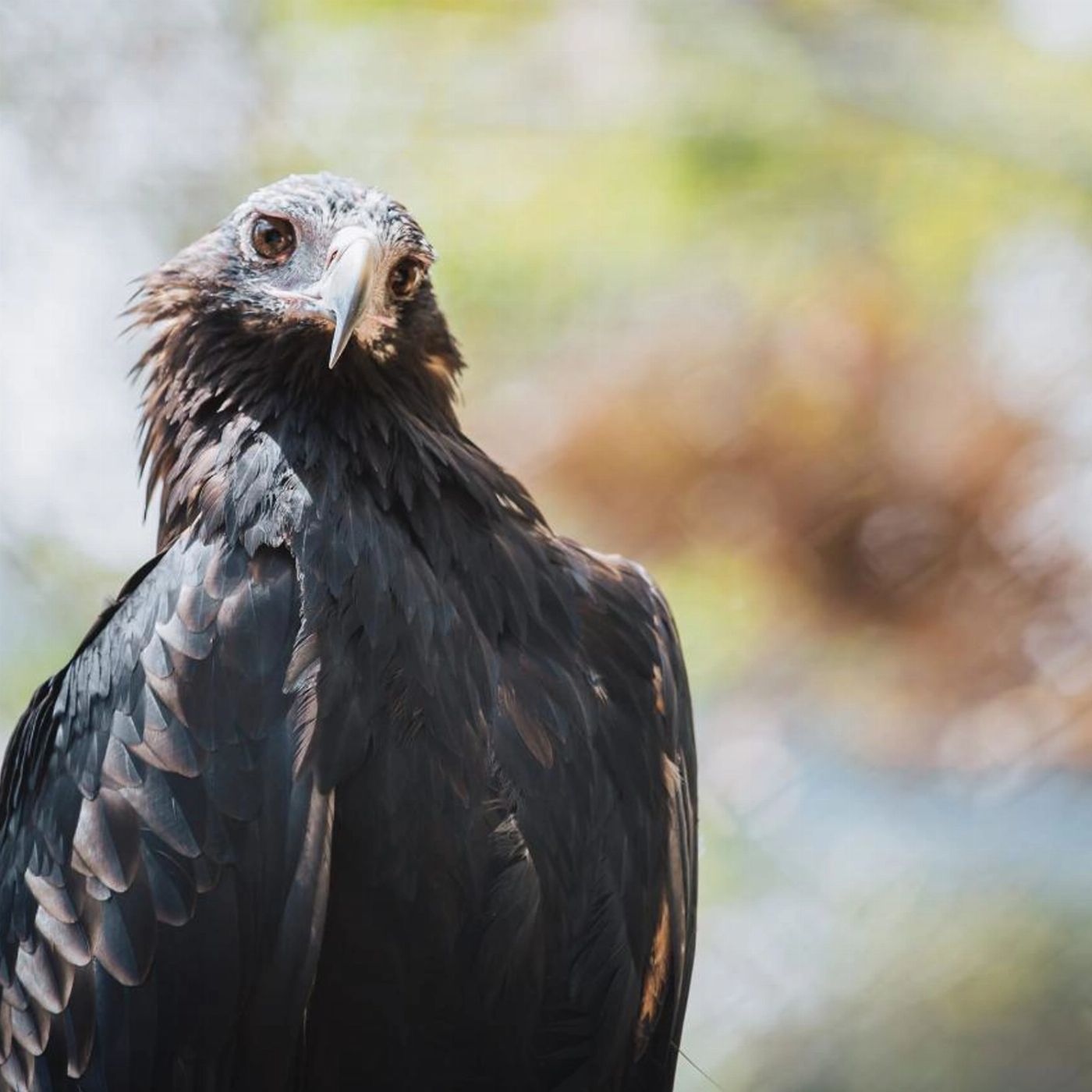Capes Foundation Capes Raptor Centre
