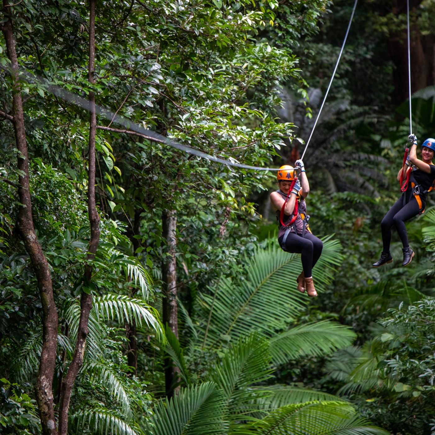 Cairns Adventure Group Daintree Discover: Rainforest, Reef & Ziplining - 2 Day Tour