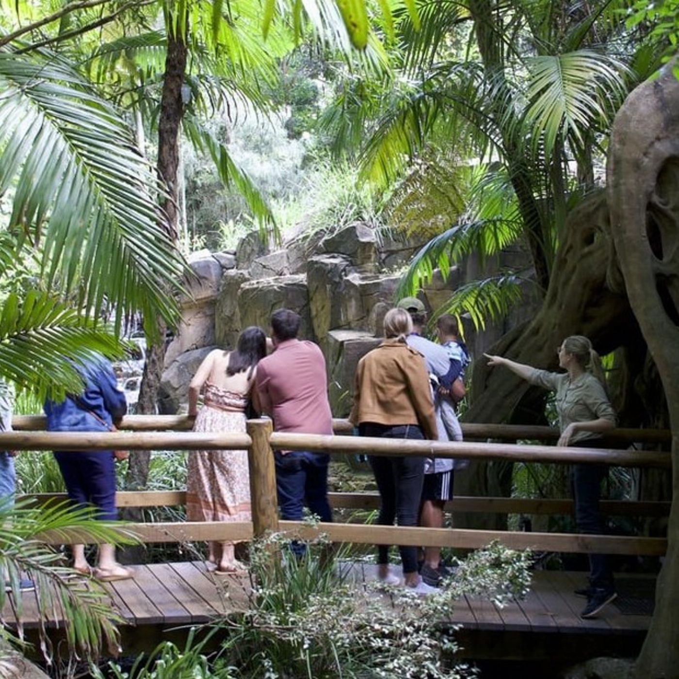 Pineapple Tours Tamborine Rainforest Skywalk + Hop on Hop Off Day Pass from Gold Coast