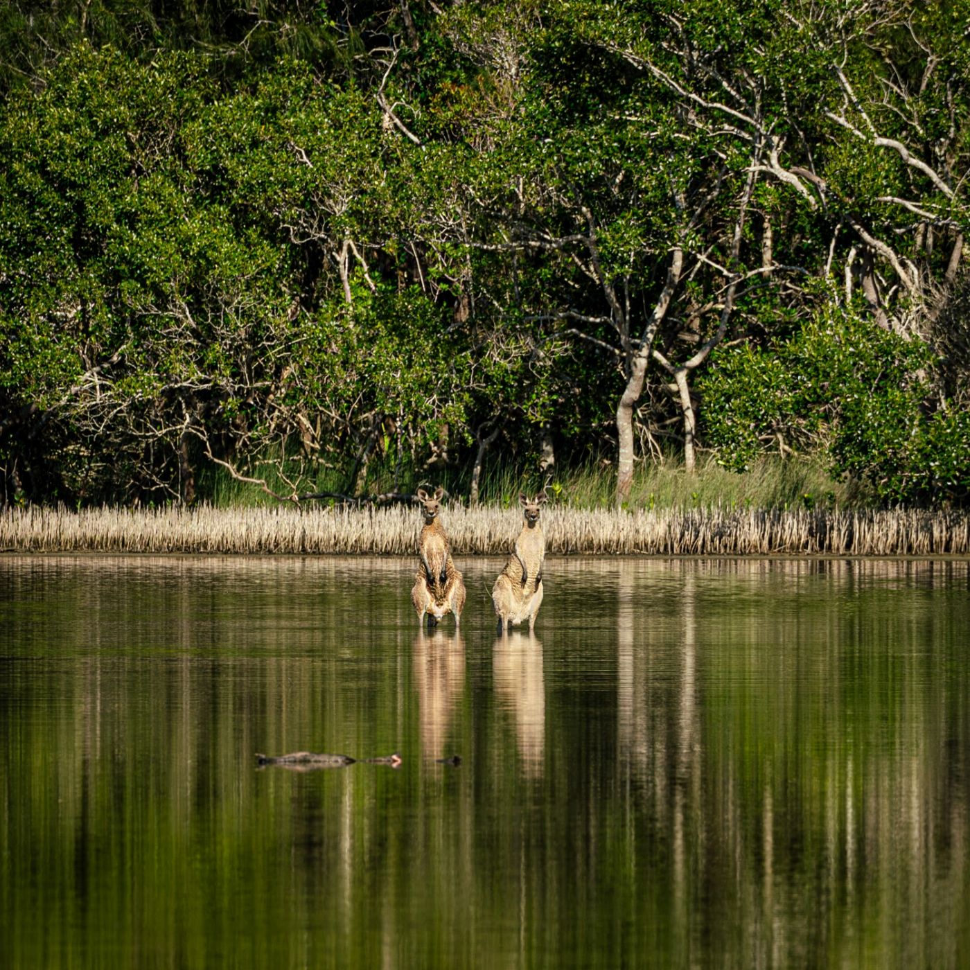 By Earth & Ocean Kayak Tour Noosa/Southern end Everglades & Stingrays AM