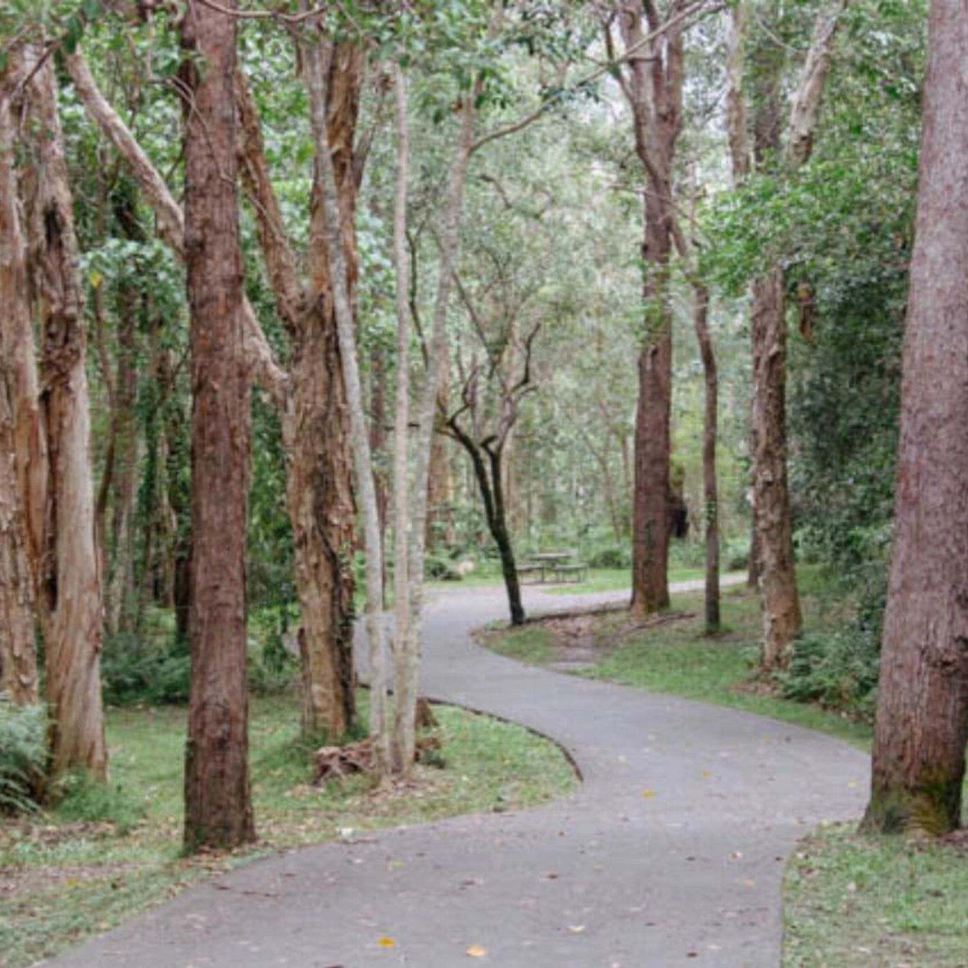 By Earth & Ocean Noosa E Bike Tour - Mt Tinbeerwah to Noosa