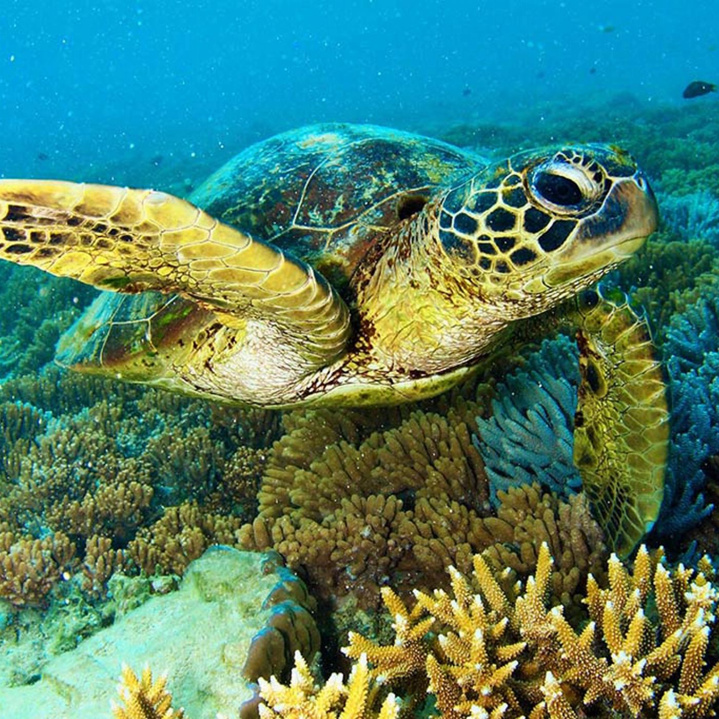 Ocean Dynamics Private Ocean Free Charter Half Day