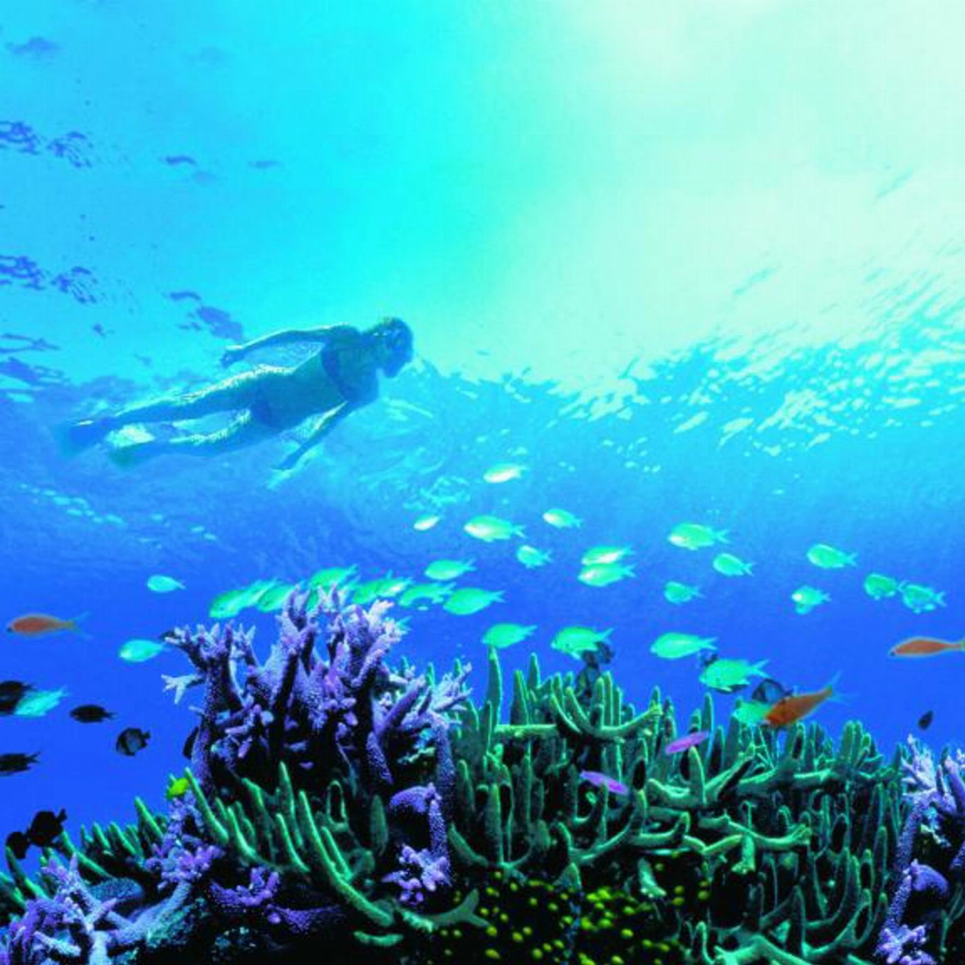 Ocean Dynamics Airlie Beach - Private Ocean Free Half Day Charter Inner Reef Snorkel