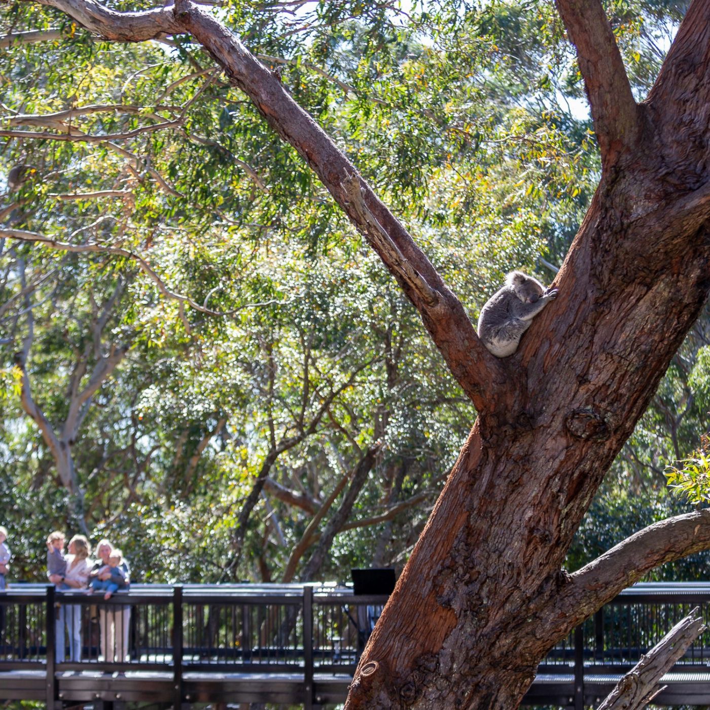 Brighton Coach & Tours Port Stephens Experience