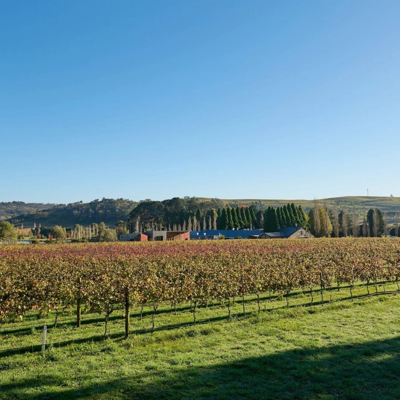 Brighton Coach & Tours Hunter Valley Day Tour Experience