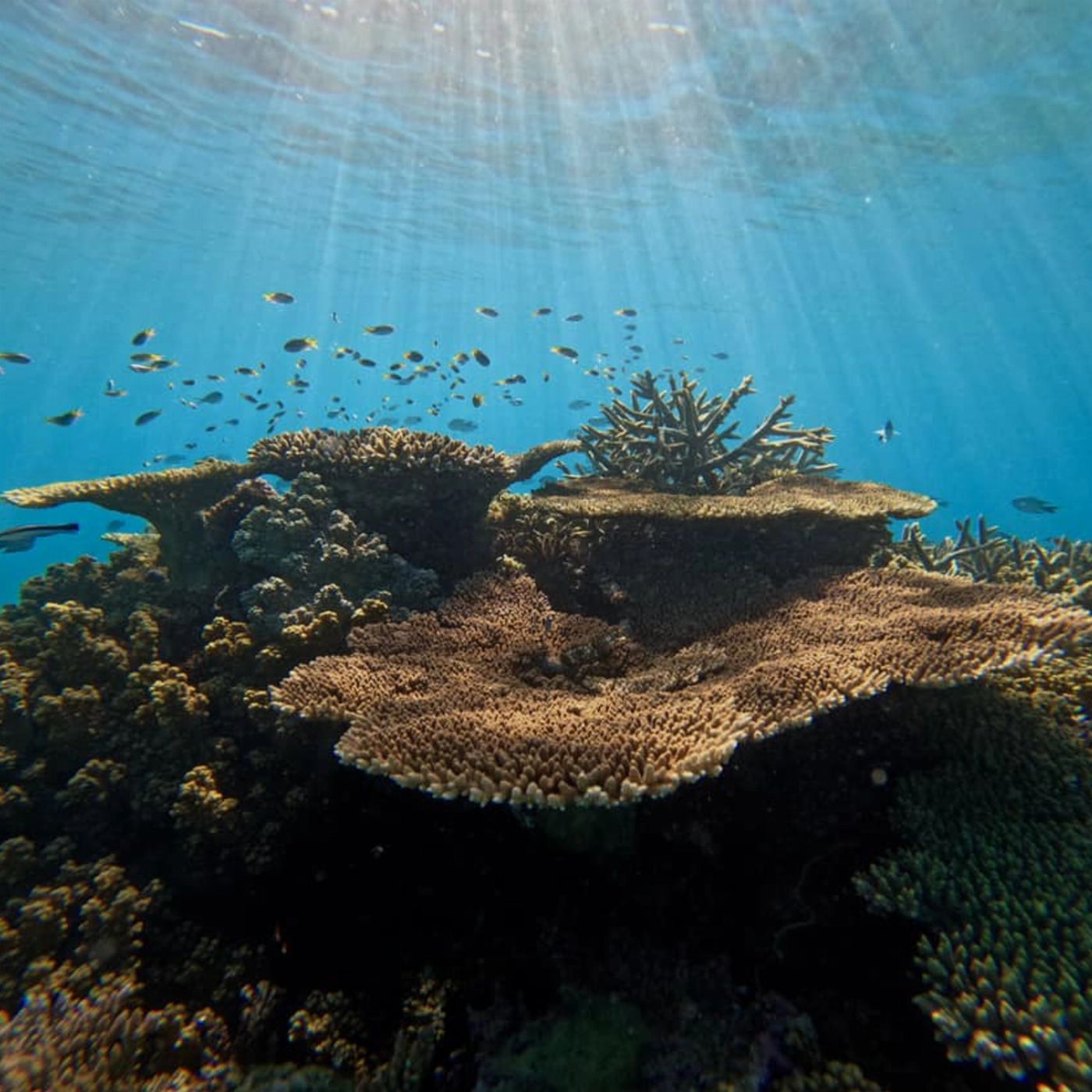 Reef Adventures Private Charter - Half Day