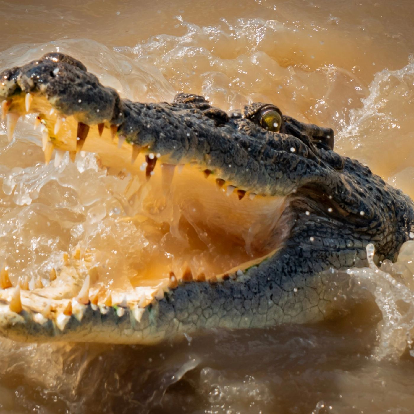 Croc Country Safaris: Half-Day Jumping Crocs & Barra Fishing