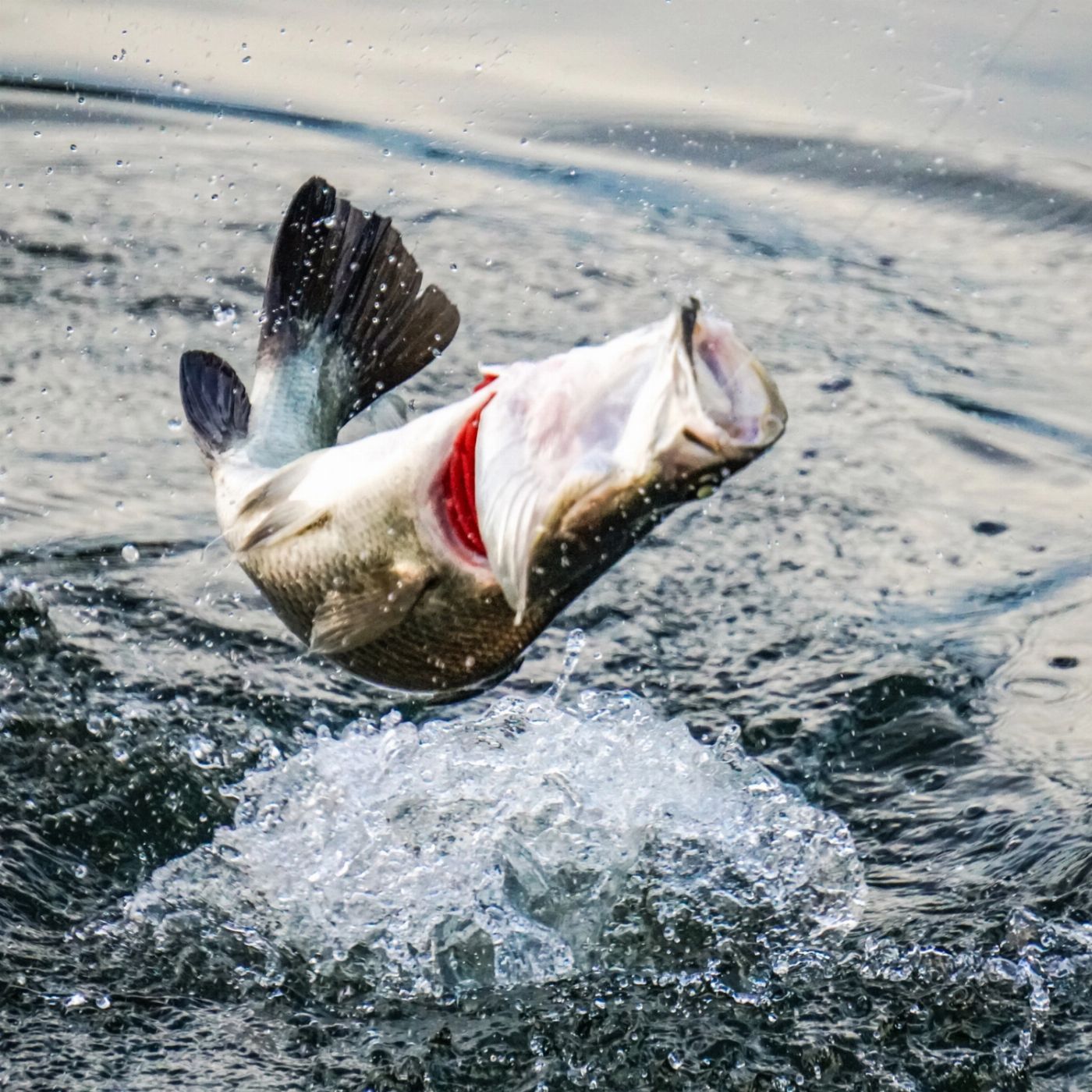 Croc Country Safaris: Half-Day Jumping Crocs & Barra Fishing