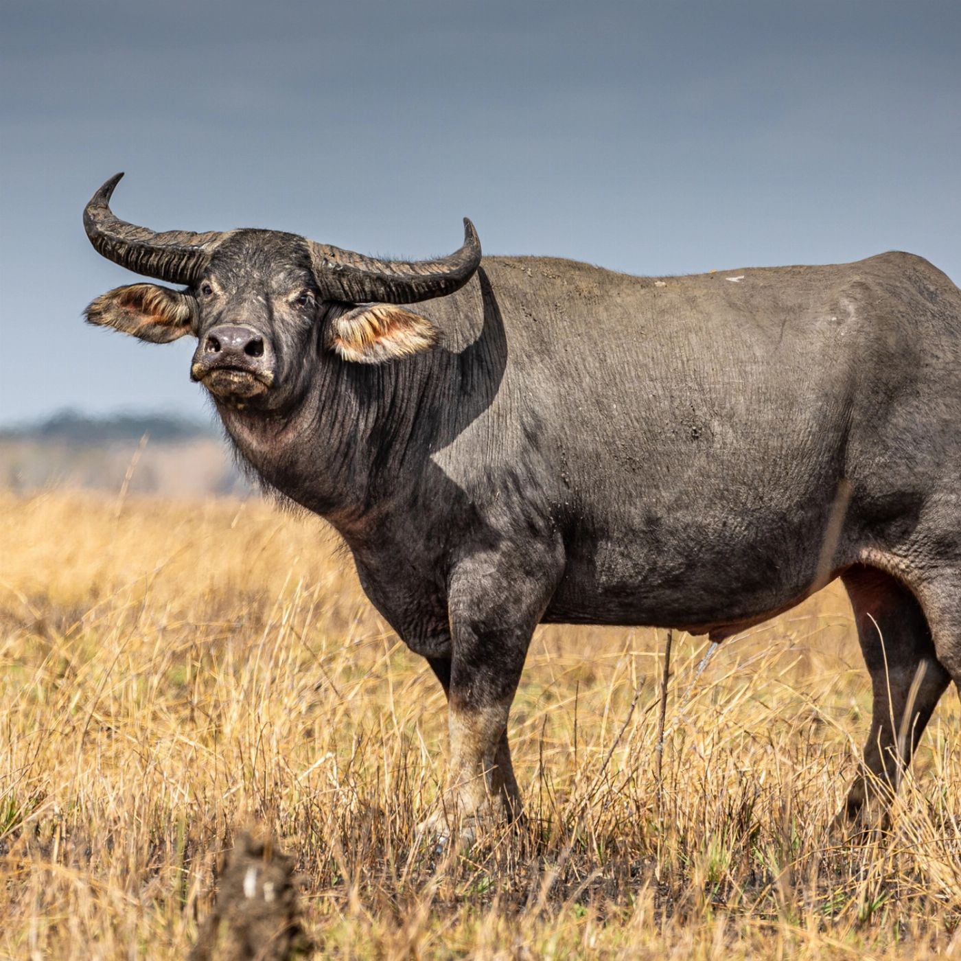 Croc Country Safaris: Half-Day Jumping Crocs & Barra Fishing
